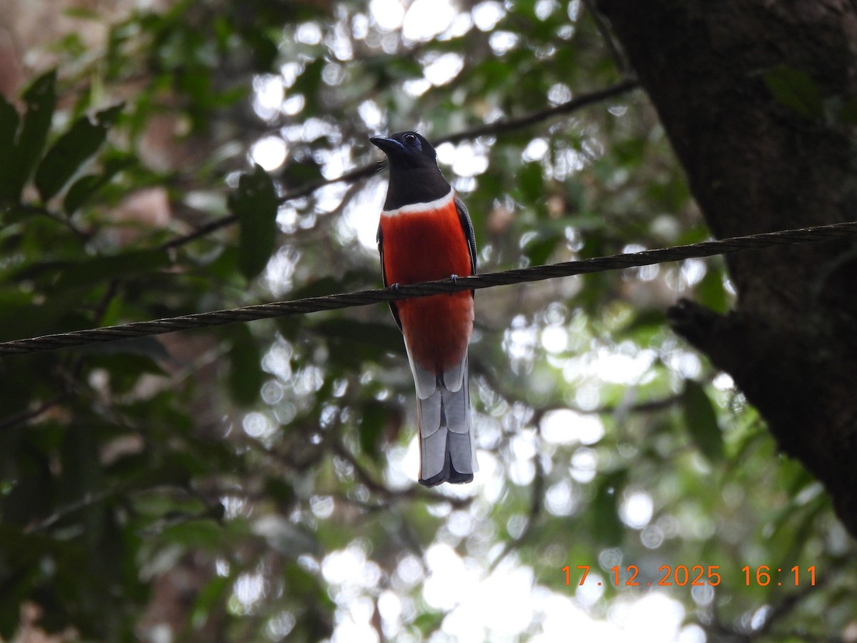 Malabar Trogon - ML647667648