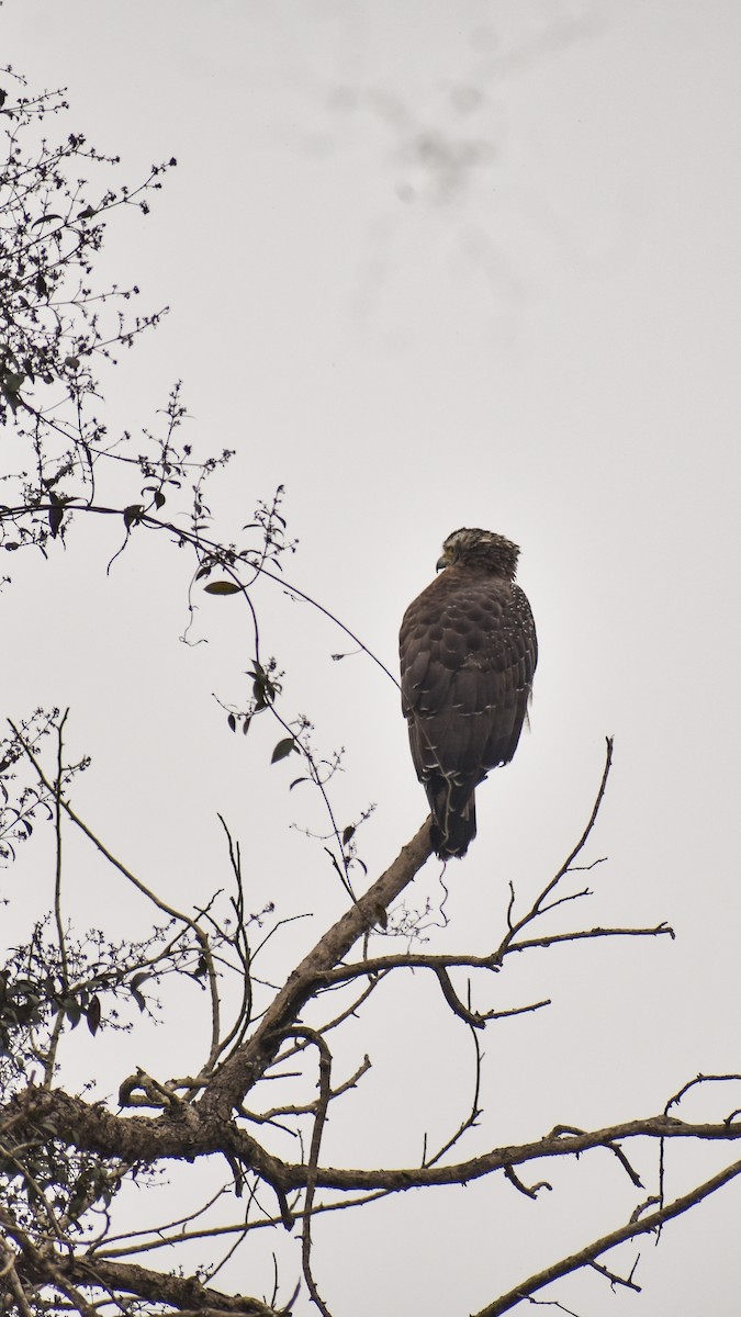 Хохлатый змееяд - ML647667649