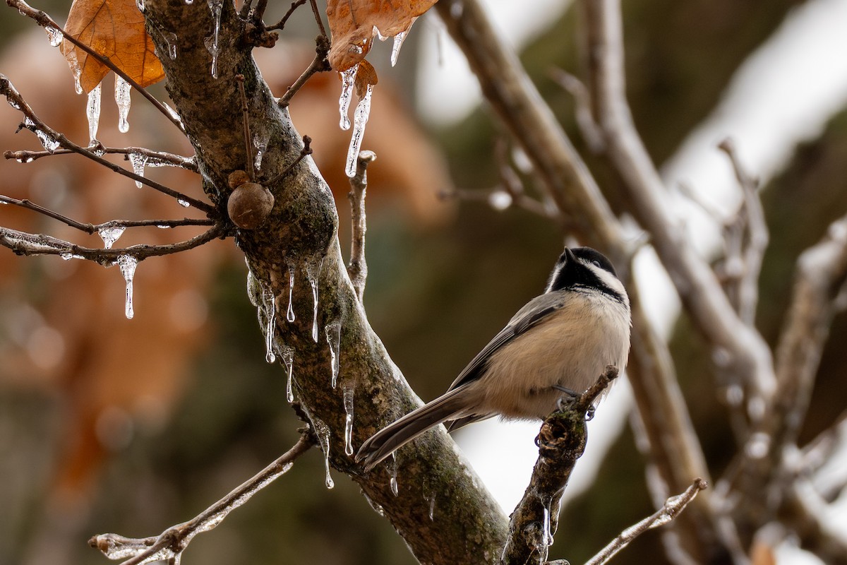 Black-capped Chickadee - ML647667650