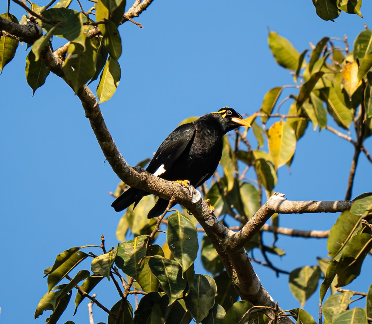 loskuták jižní - ML647667651