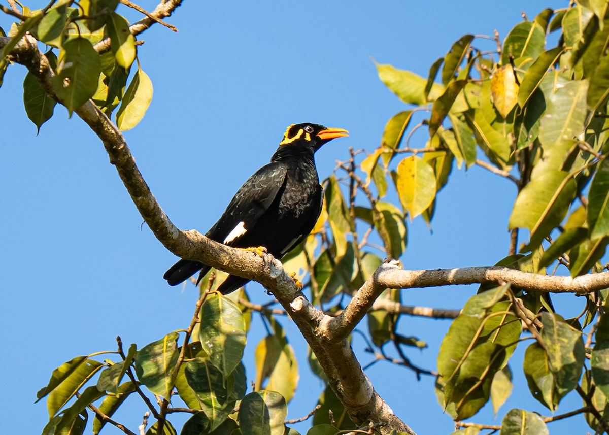 loskuták jižní - ML647667652