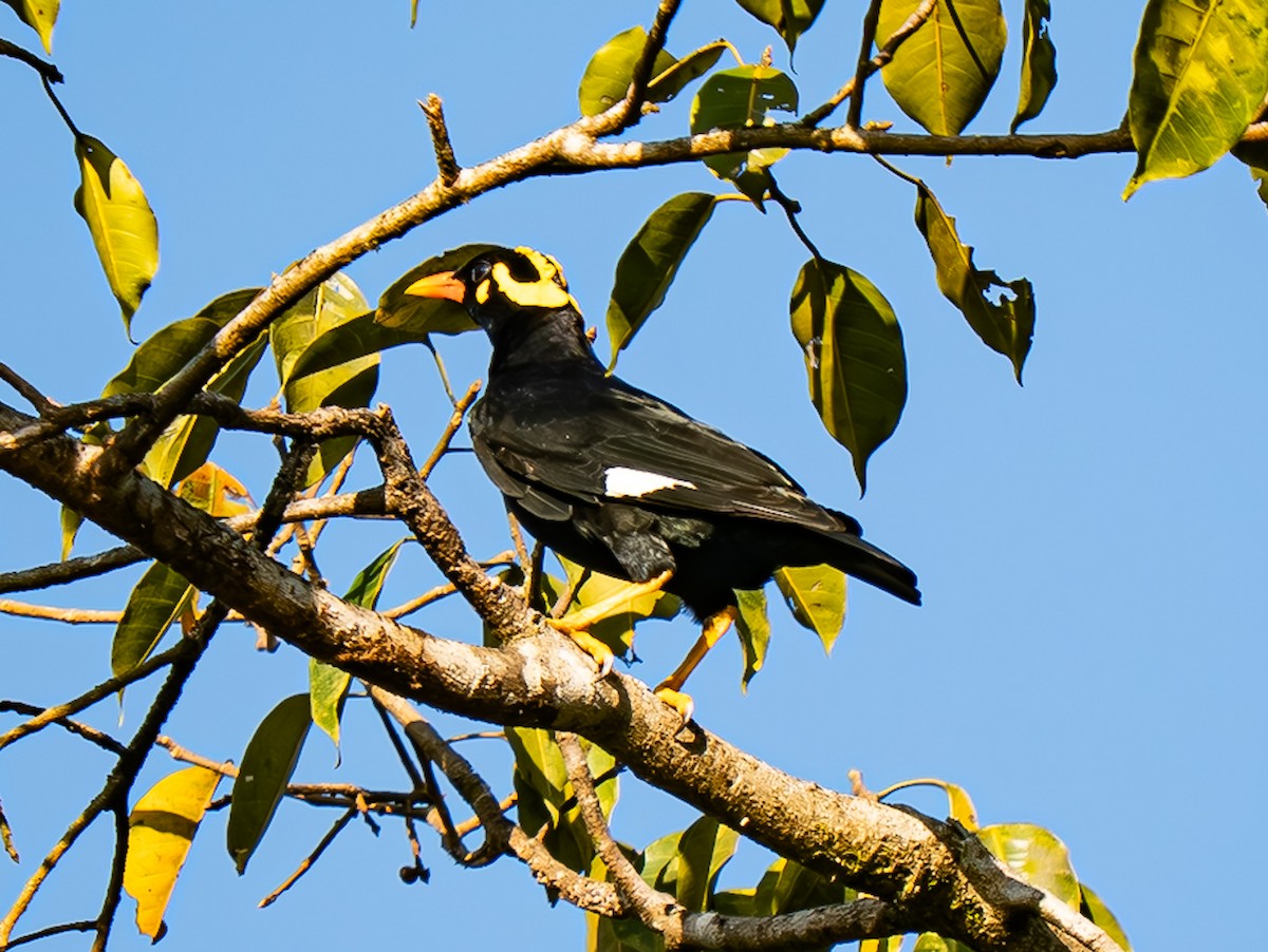 loskuták jižní - ML647667653