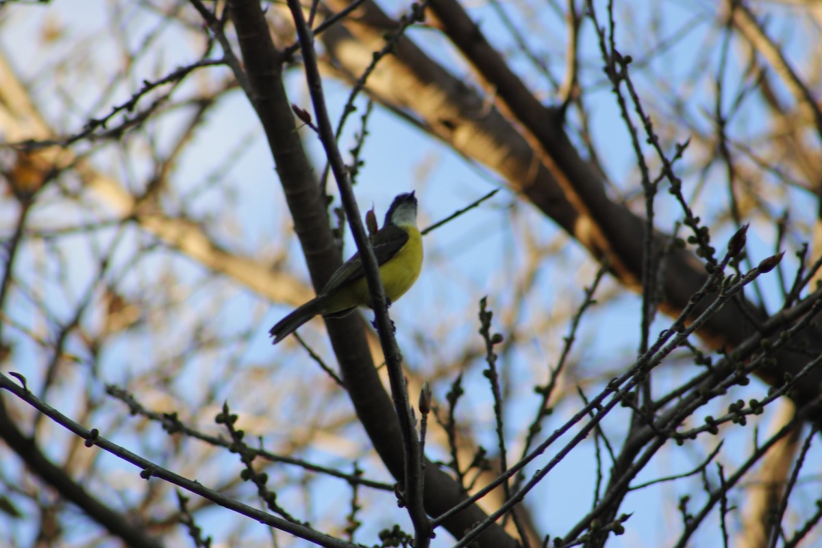 Tyran sociable - ML647667656