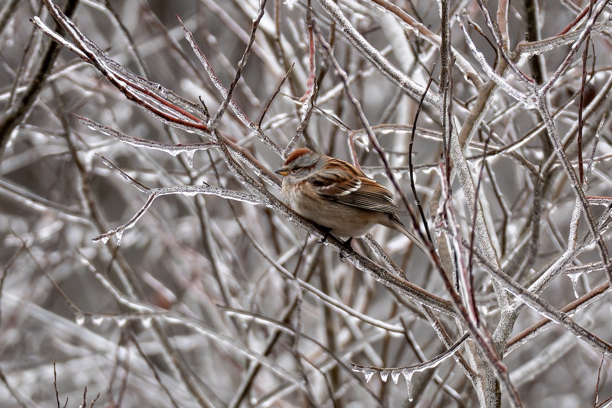 Пасовник північний - ML647667688