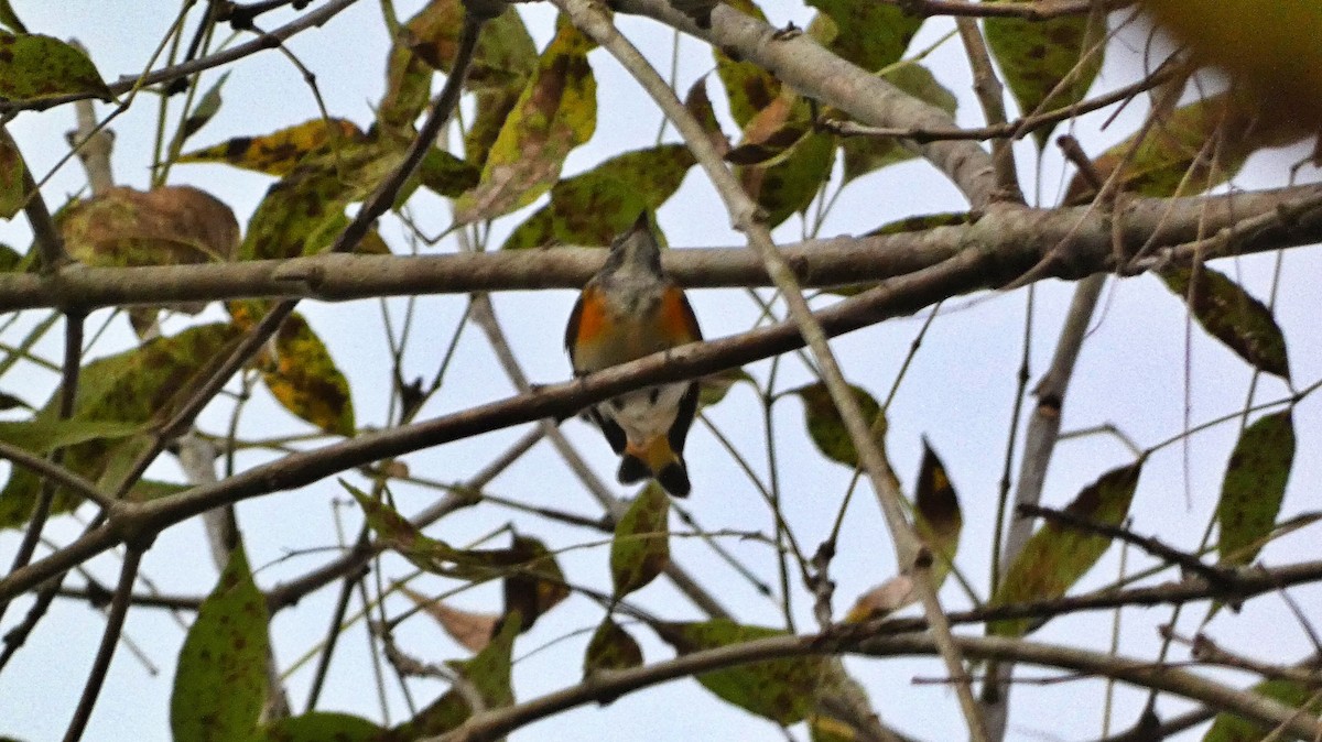 Kızıl Kuyruklu Ötleğen - ML647667698