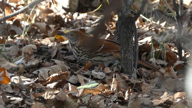 Brown Thrasher - ML647667731