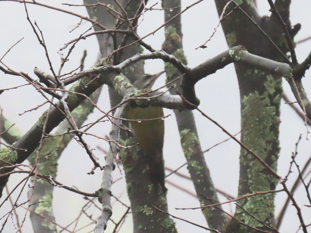 Pic cendré - ML647667751