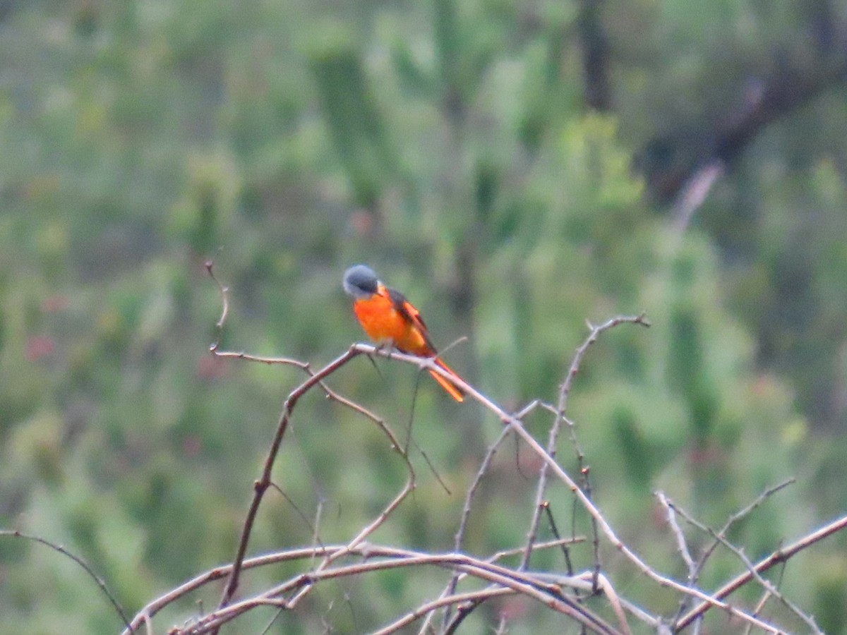 Gray-chinned Minivet - ML647667756