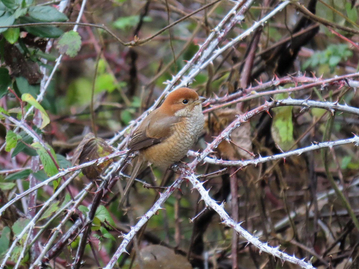 Bull-headed Shrike - ML647667761
