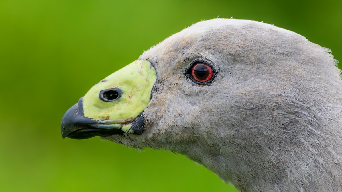 Antzara hauskara - ML647667762