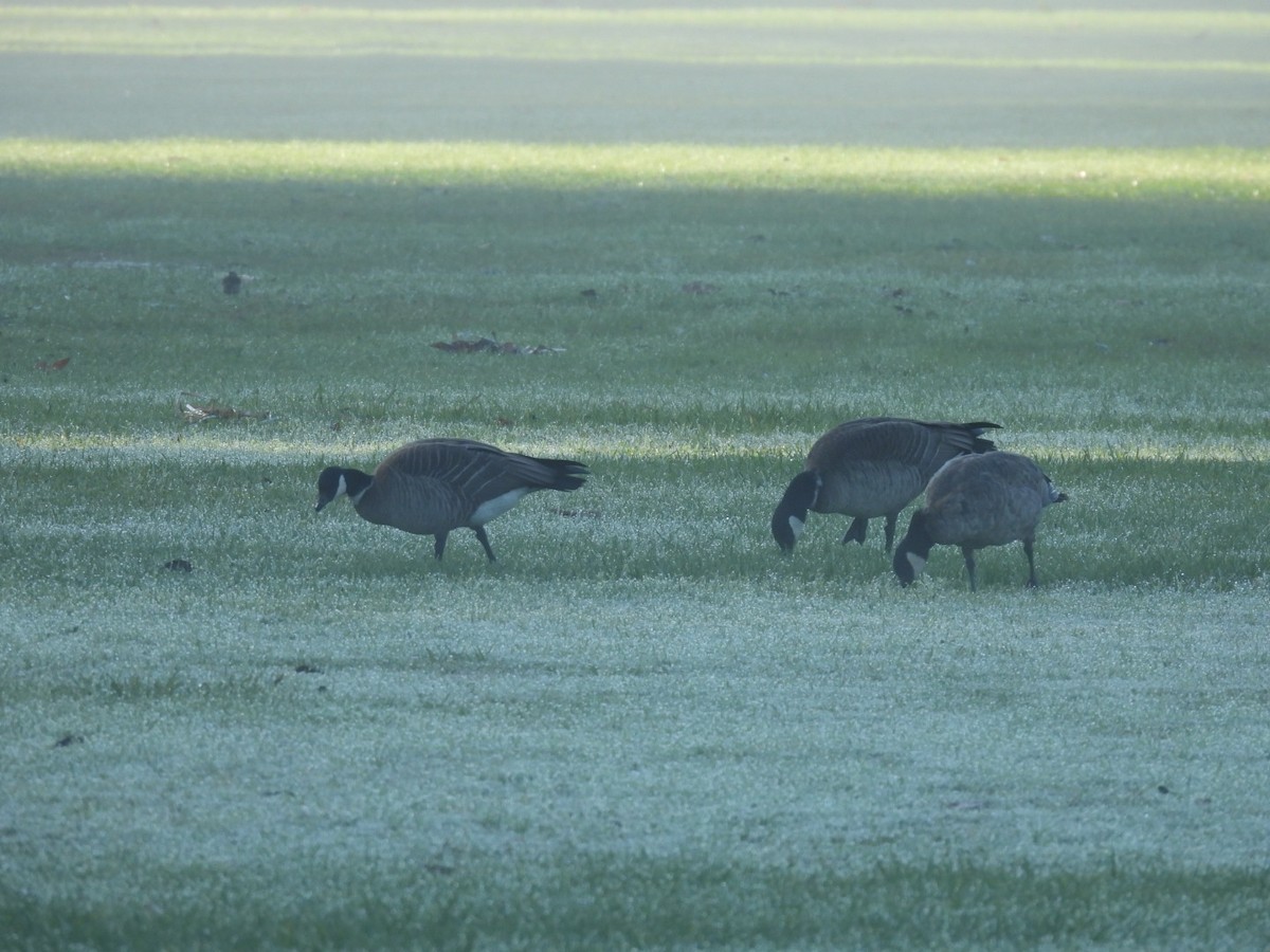 Branta kanadar txikia - ML647667766