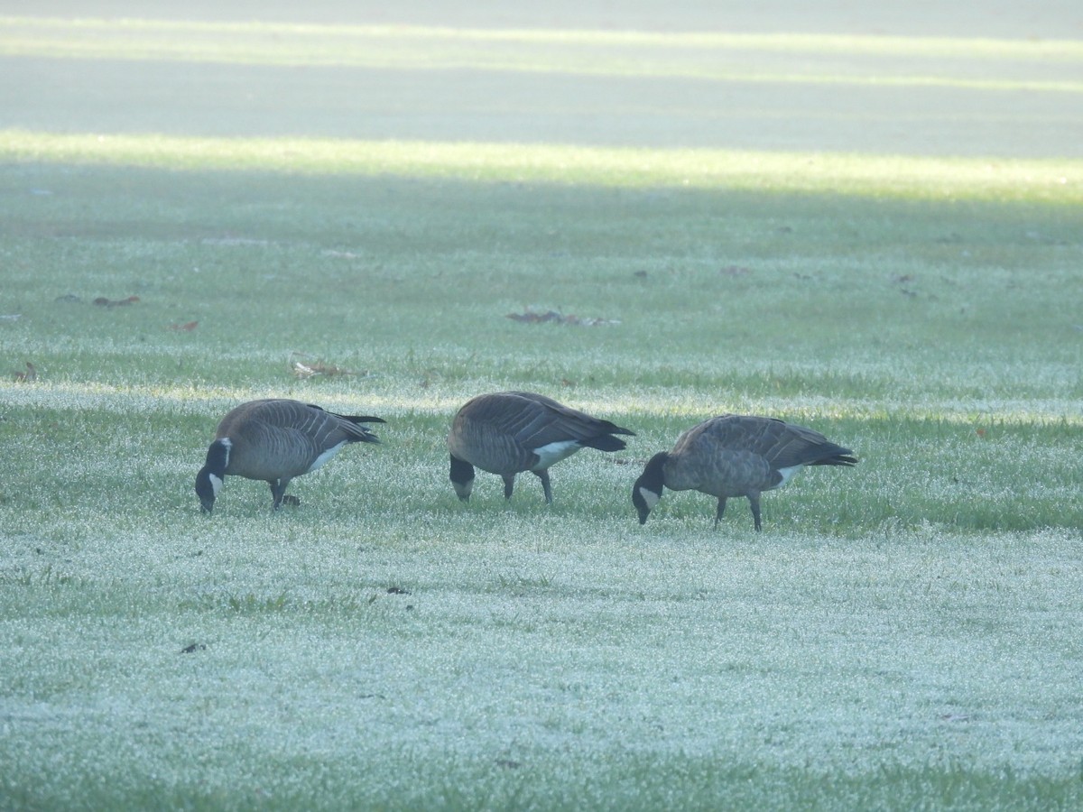 Branta kanadar txikia - ML647667767