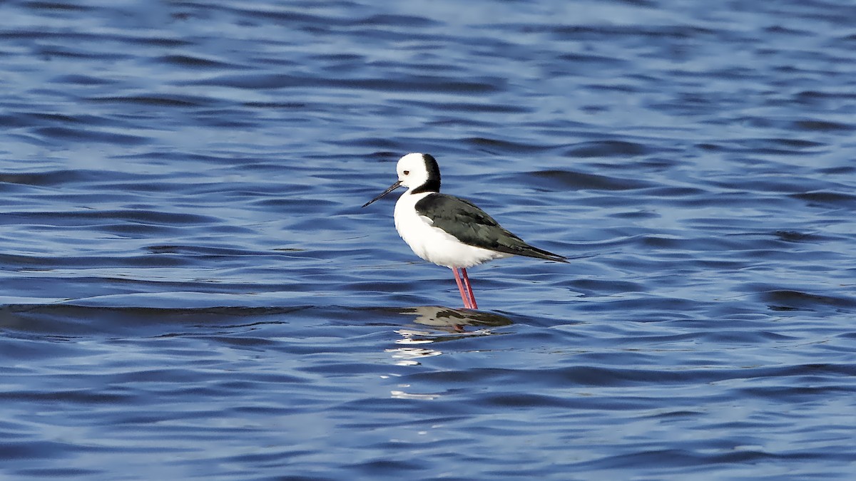 Zankaluze pintoa - ML647667769