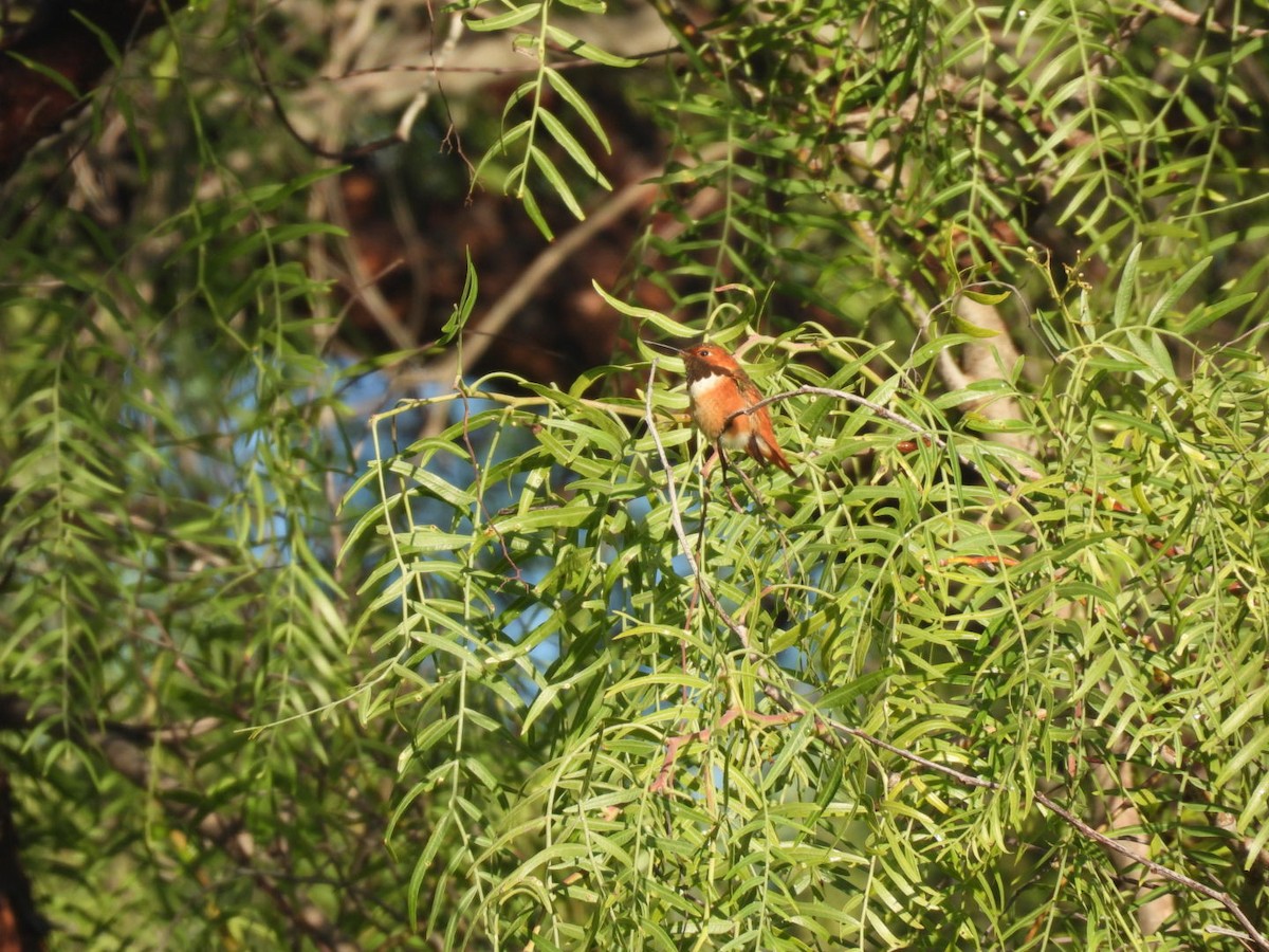 Allen's Hummingbird - ML647667770