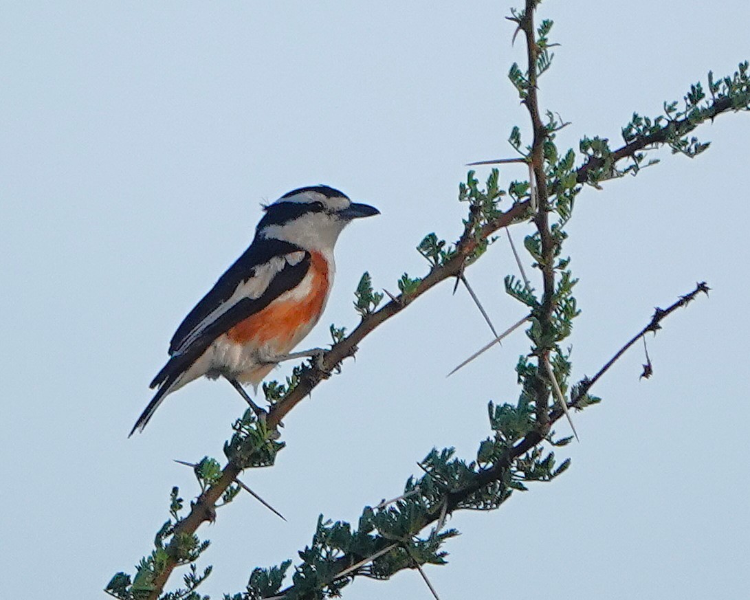 Brubru - ML647667771