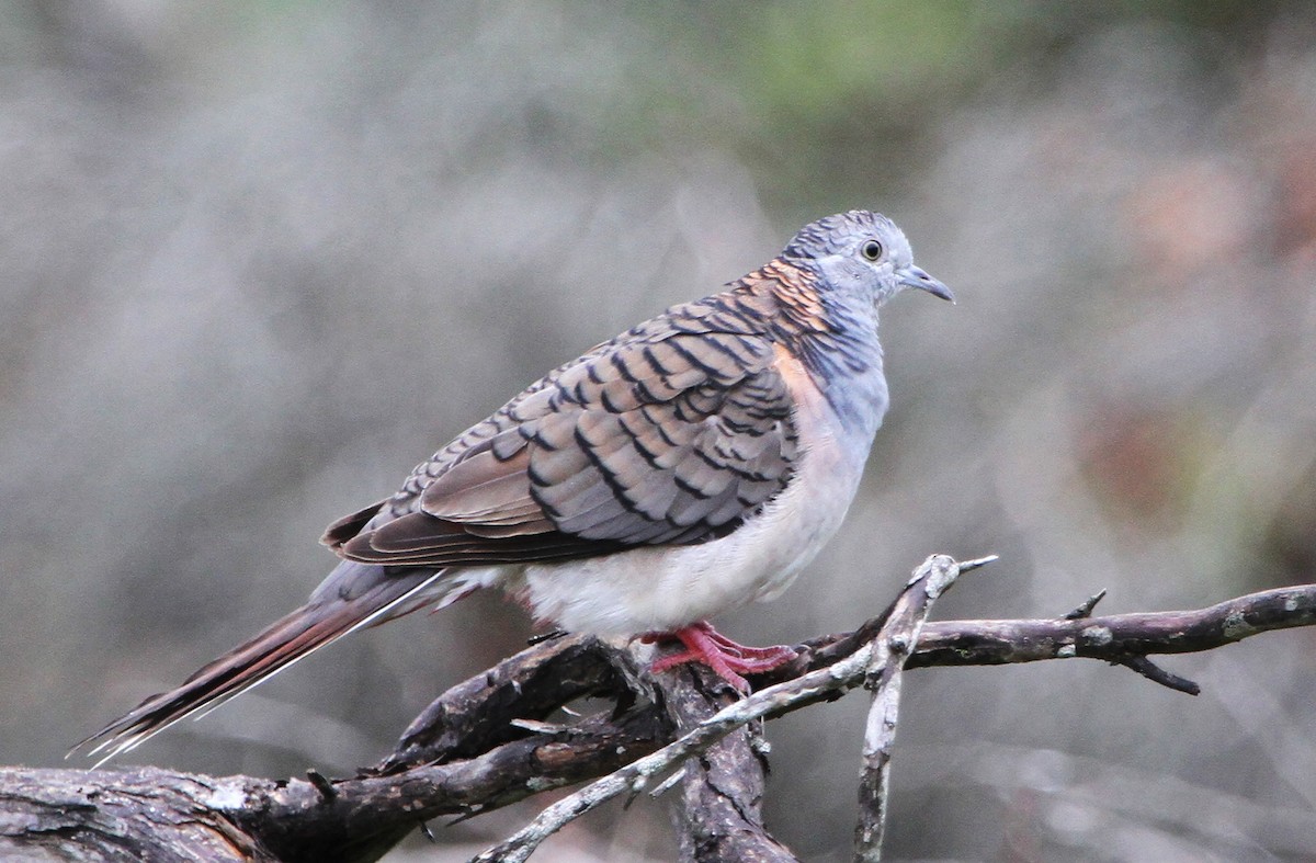 Bar-shouldered Dove - ML647667775