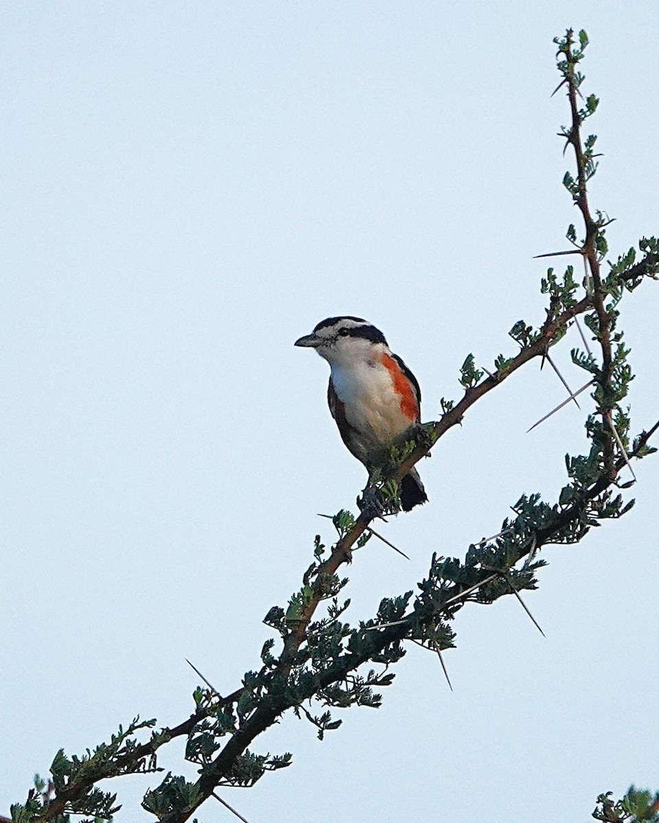 Brubru - ML647667777