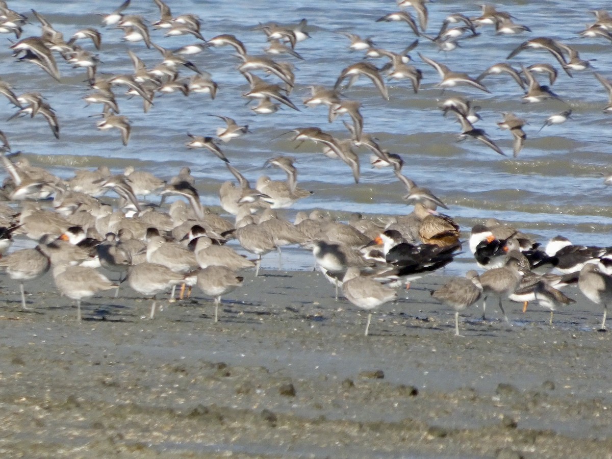 Aizturmoko amerikarra - ML647667780