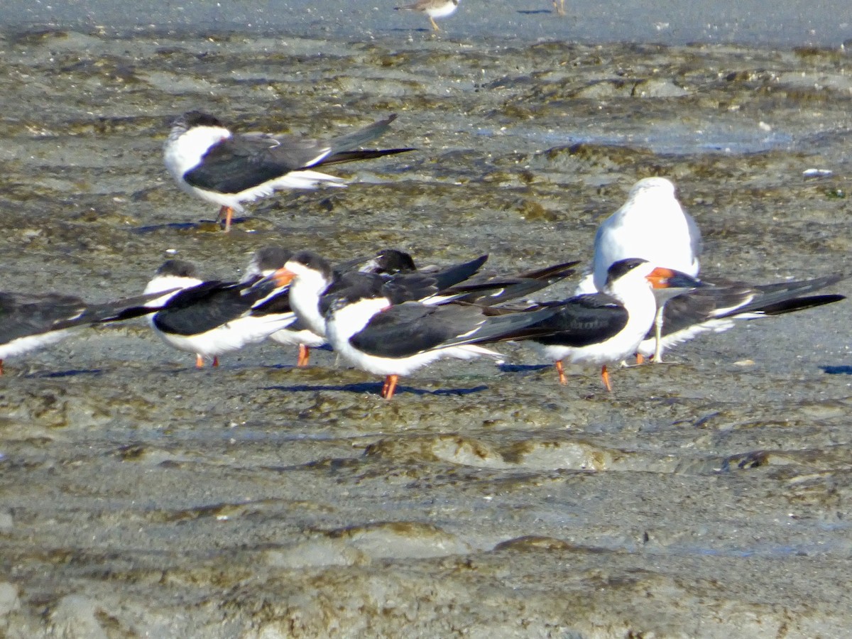 Aizturmoko amerikarra - ML647667781