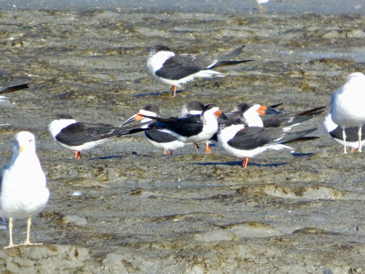 Aizturmoko amerikarra - ML647667782