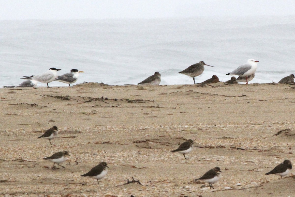 Australian Tern - ML647667783
