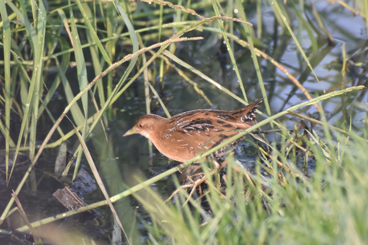 Uroilanda txikia - ML647667795