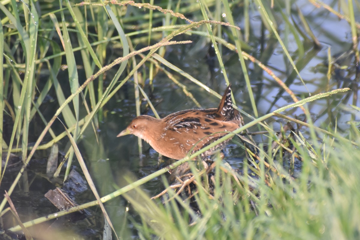 Uroilanda txikia - ML647667796