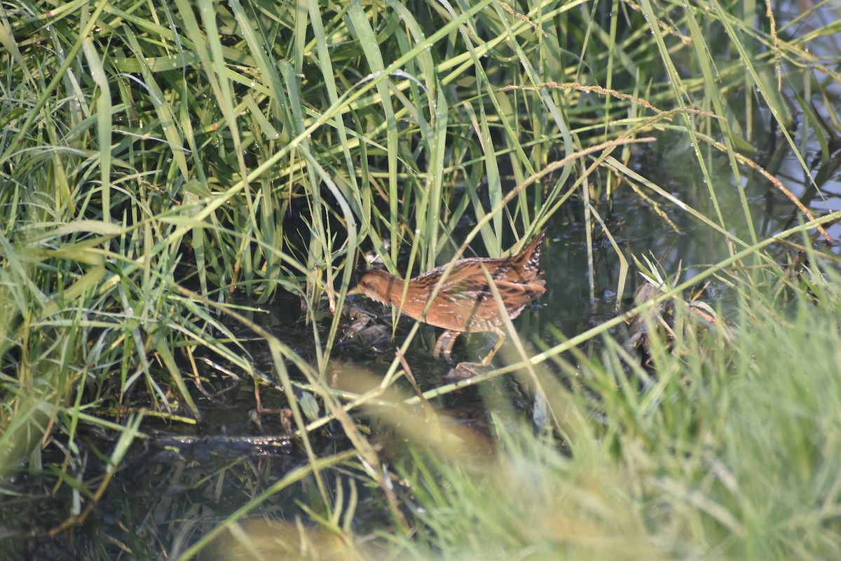 Uroilanda txikia - ML647667797