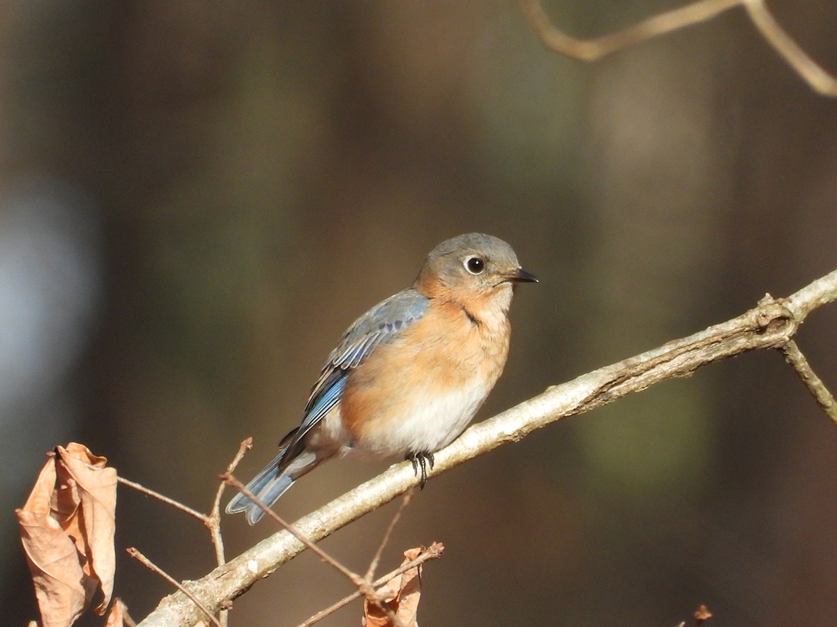 Eastern Bluebird - ML647667798