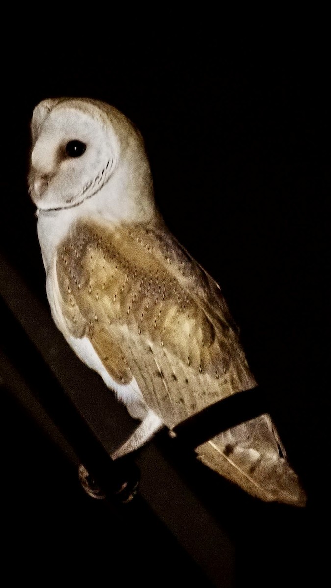 Hontz zuri eurasiarra - ML647667799