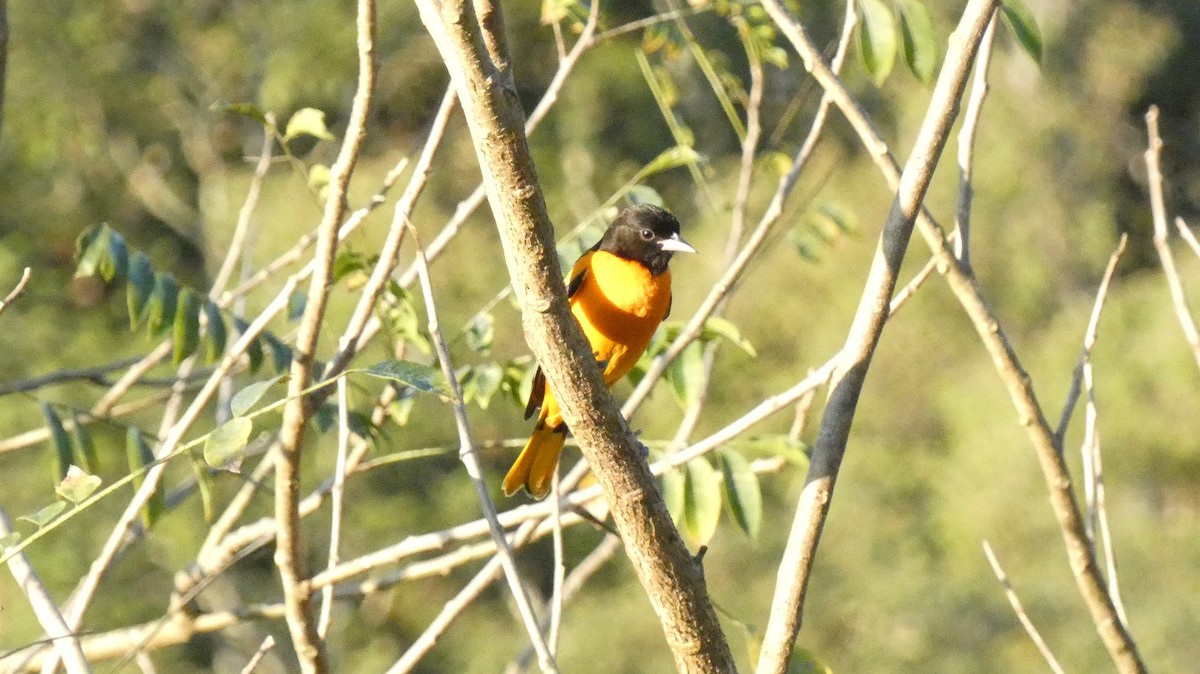 Baltimore Oriole - ML647667800