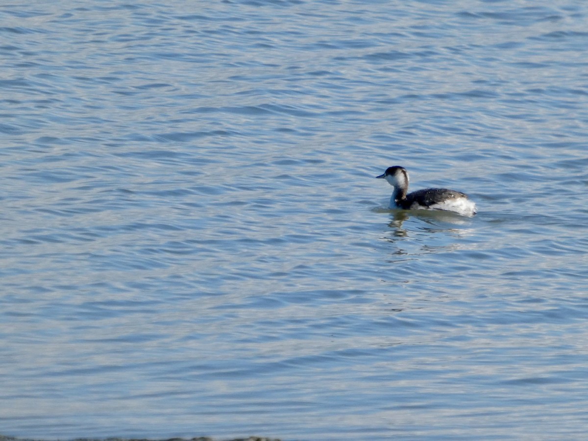 Txilinporta urrebelarria - ML647667801