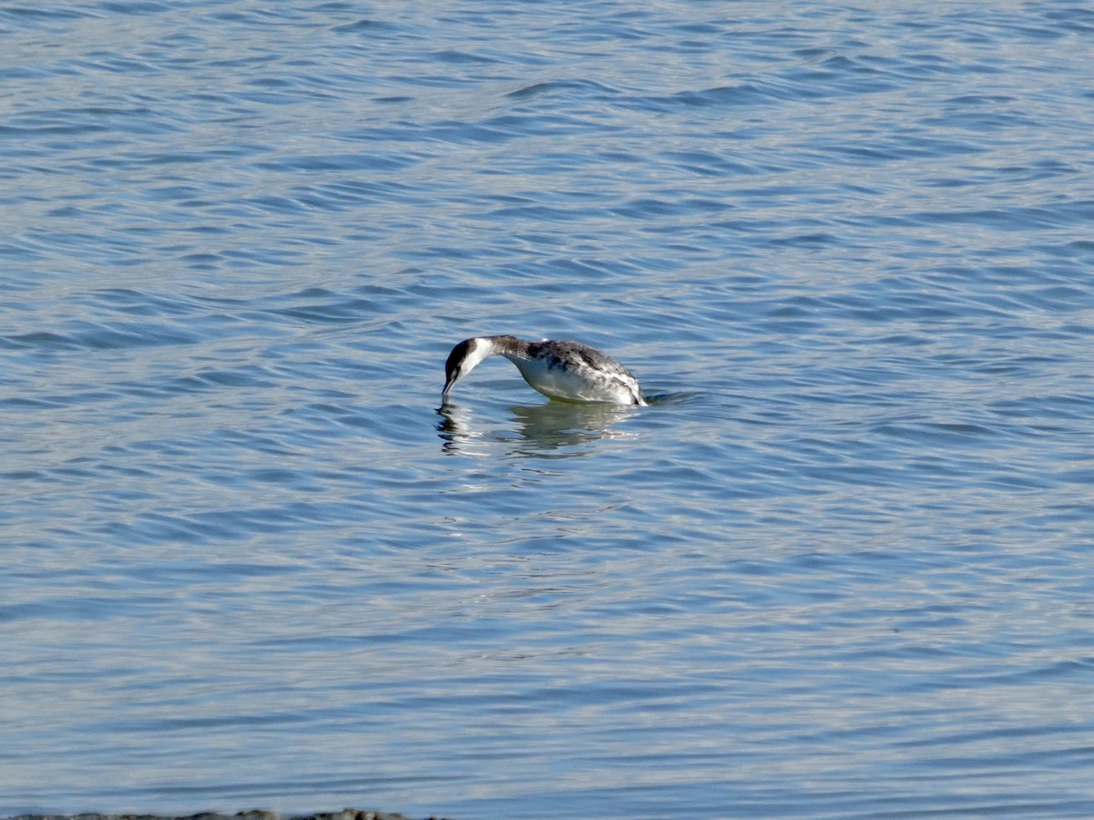 Txilinporta urrebelarria - ML647667802