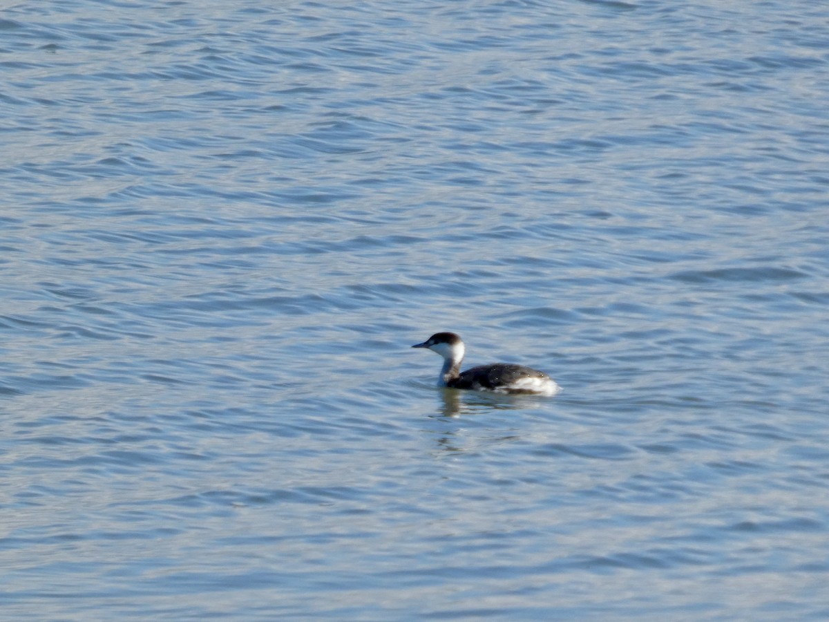 Txilinporta urrebelarria - ML647667803