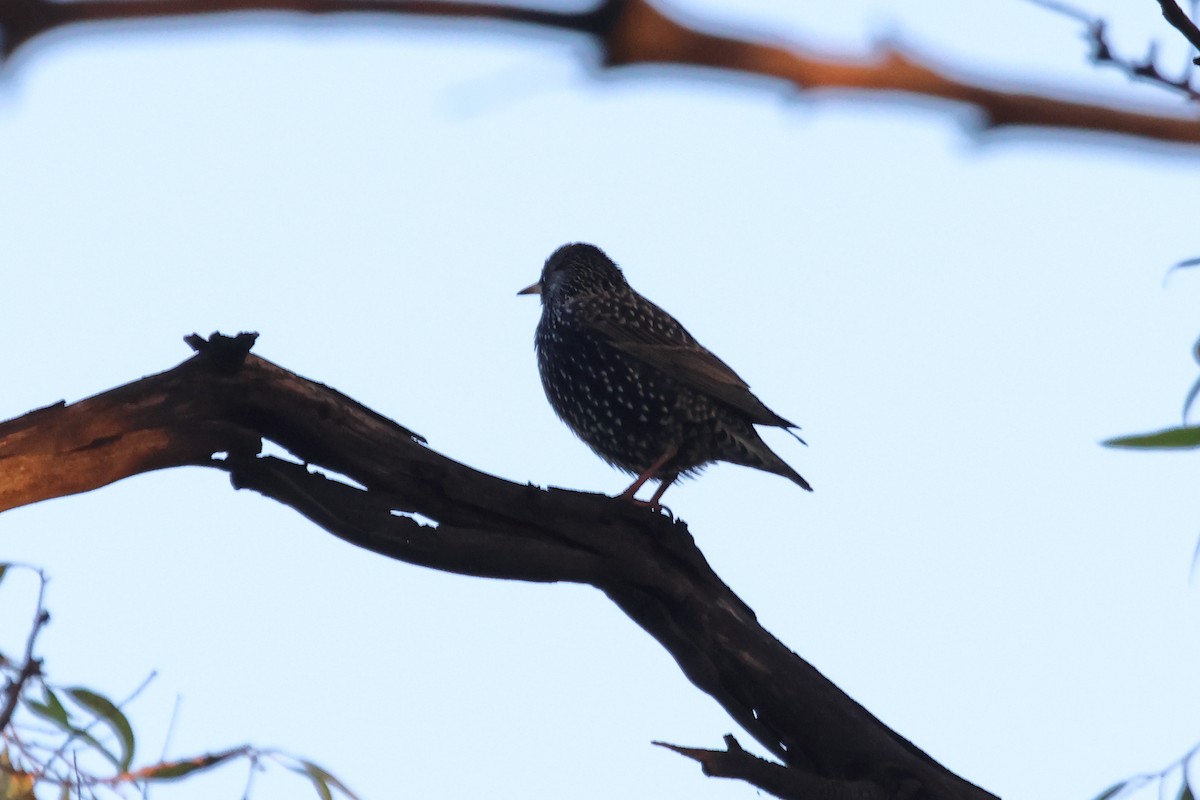 Arabazozo pikarta - ML647667805