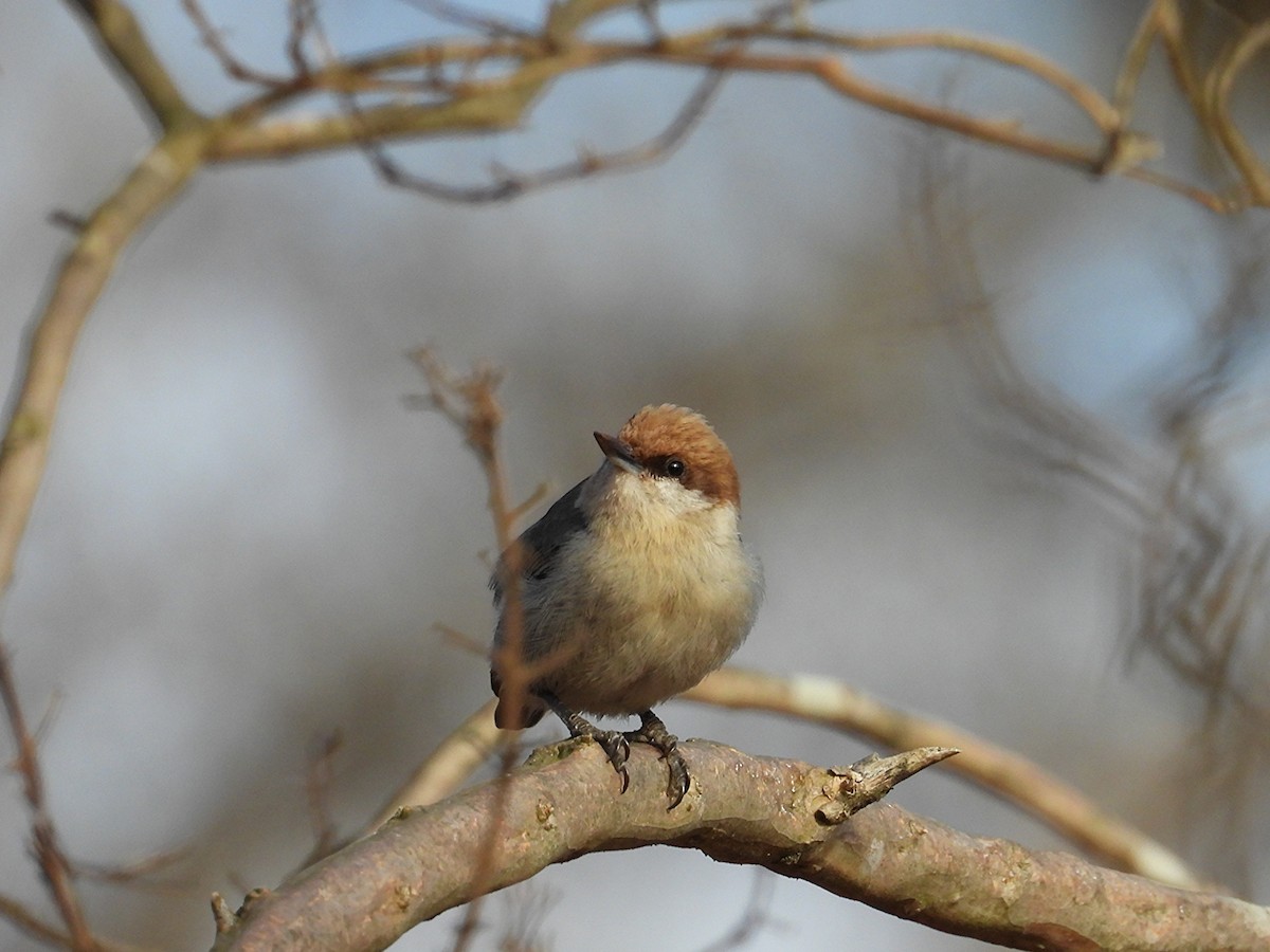 Brown-headed Nuthatch - ML647667806