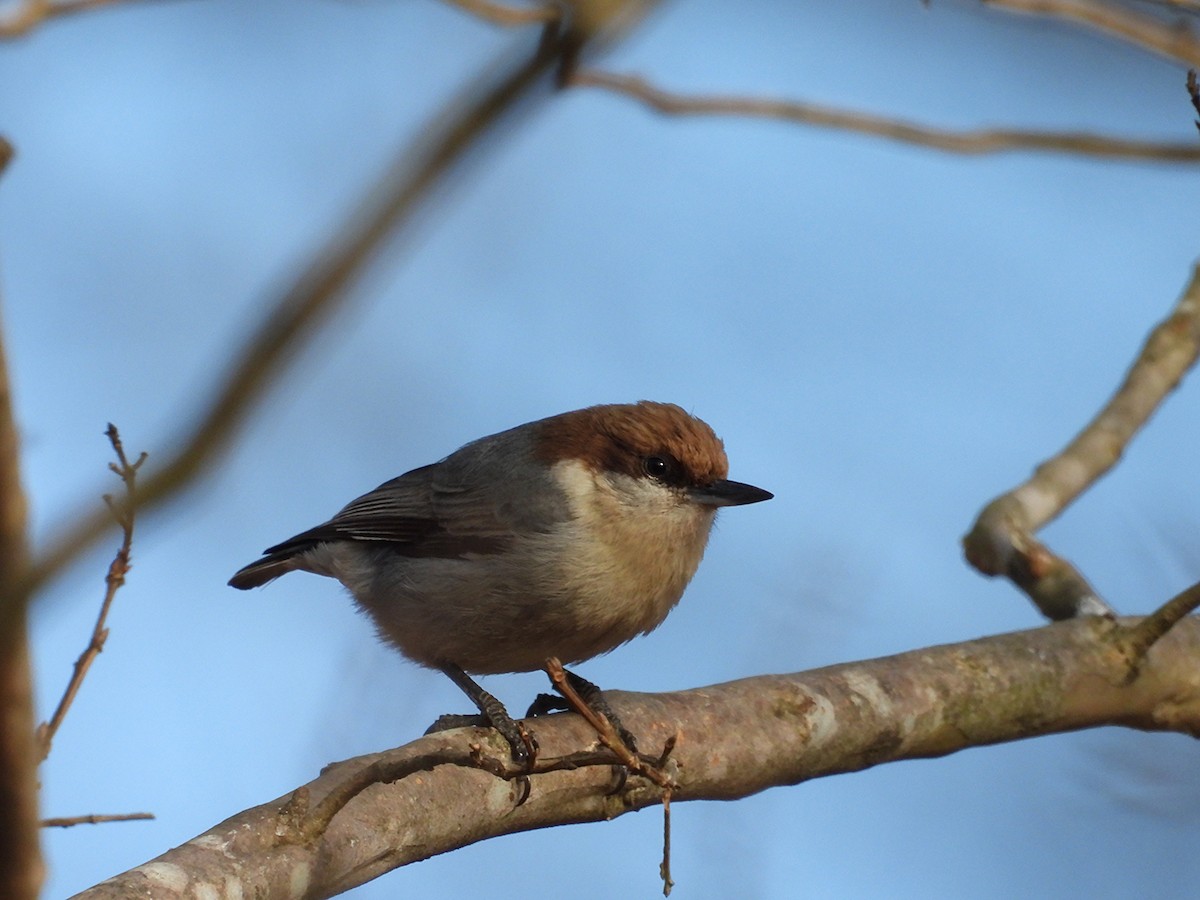 Brown-headed Nuthatch - ML647667807