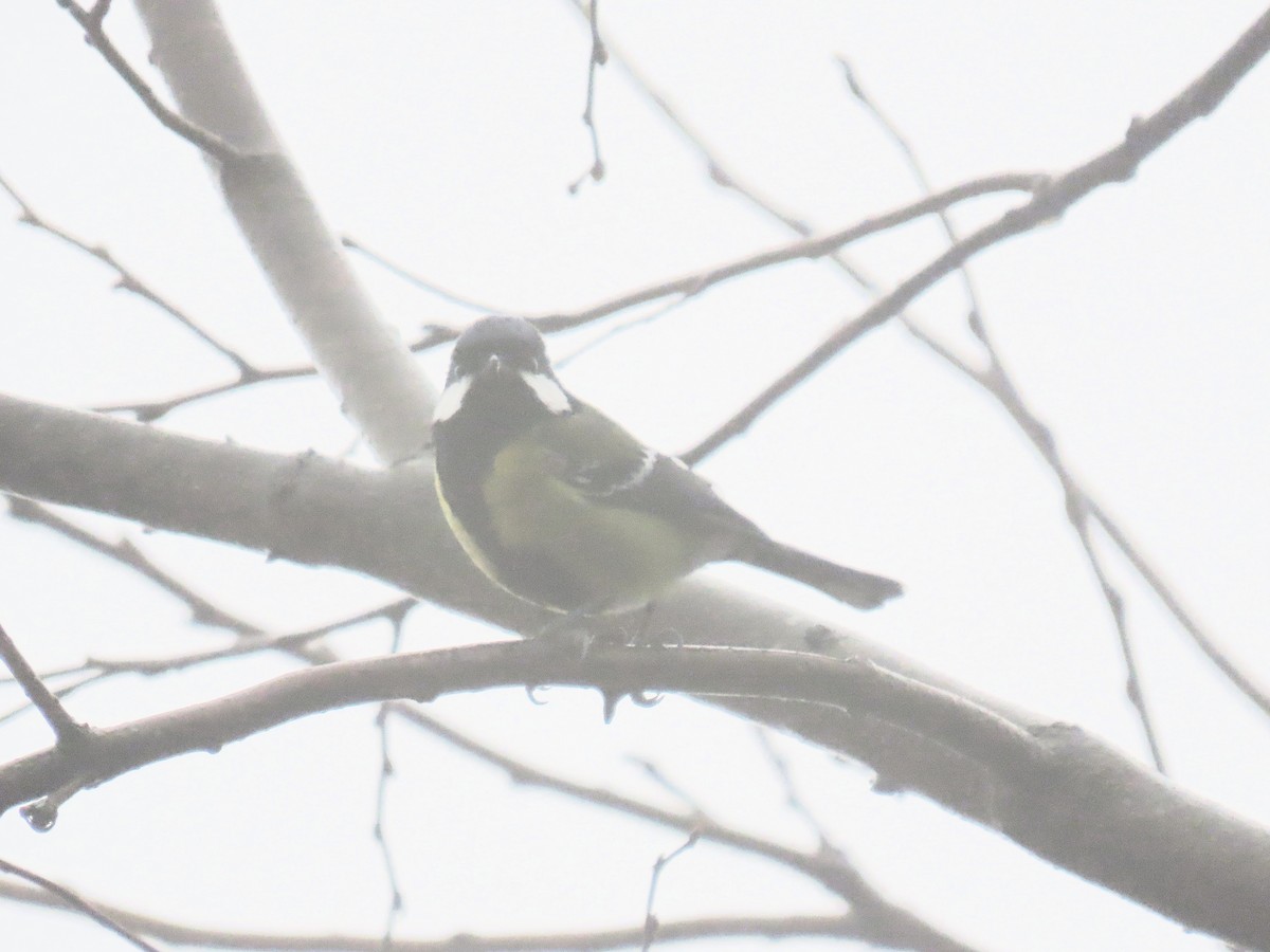 Bergkohlmeise - ML647667817