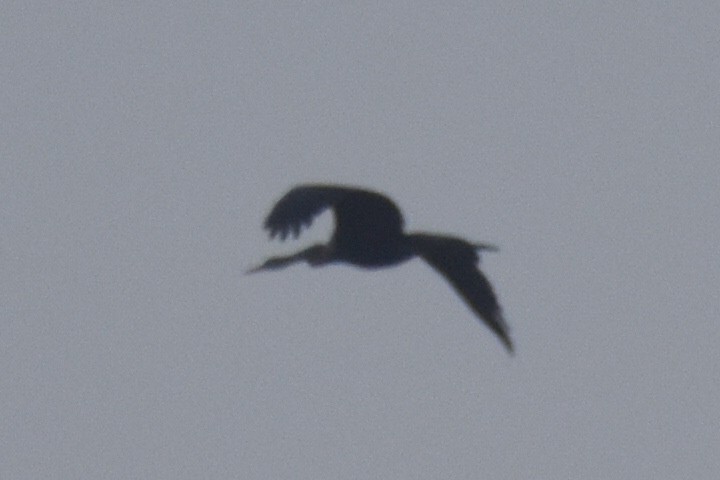 anhinga indomalajská - ML647667822