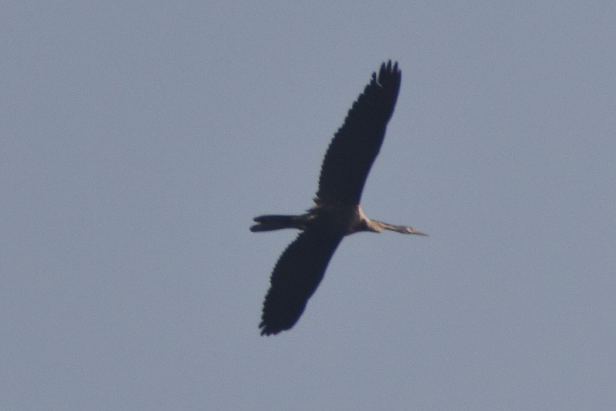 anhinga indomalajská - ML647667823