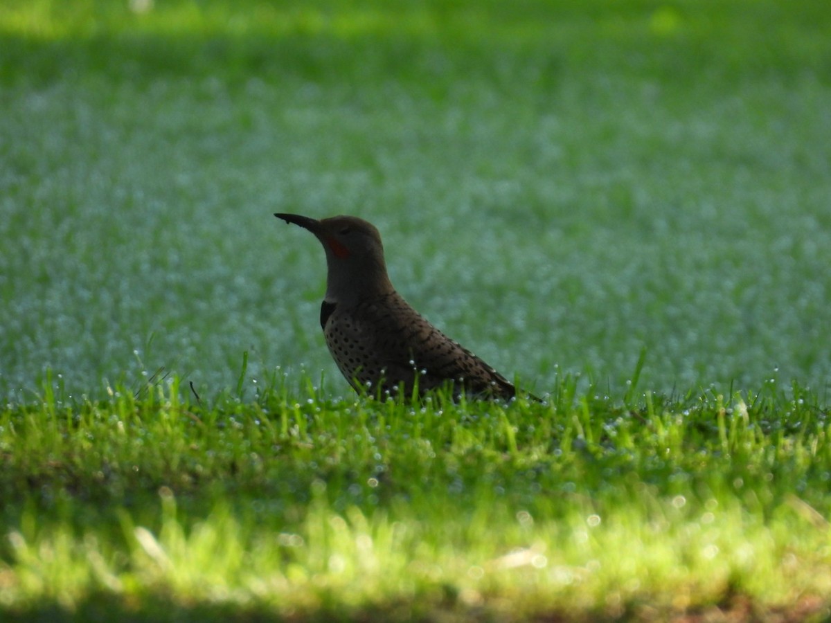 Altın Ağaçkakan - ML647667833