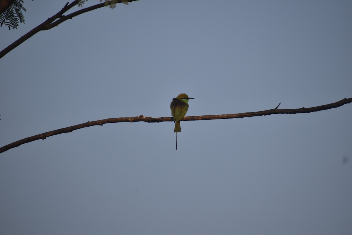 vlha indická - ML647667845