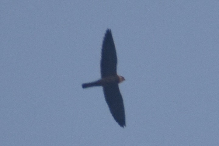 Falco sp. - ML647667859
