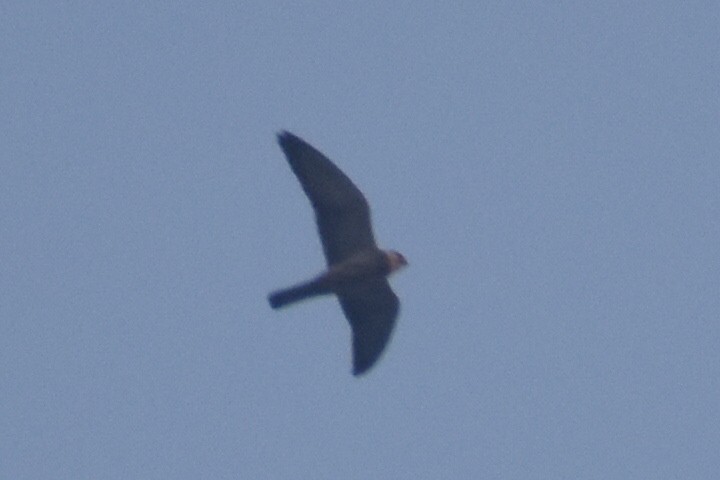 Falco sp. - ML647667860