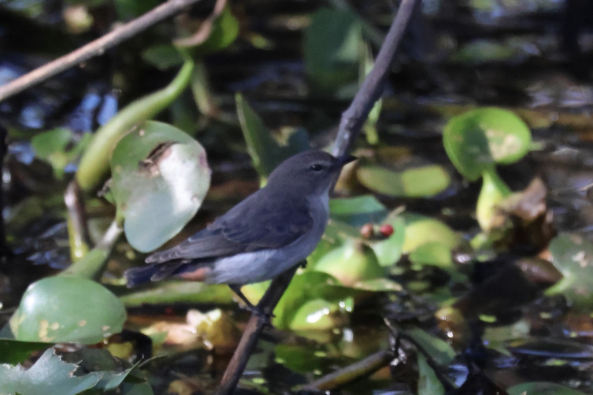 Mistletoebird - ML647667864