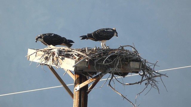 Osprey - ML647667871