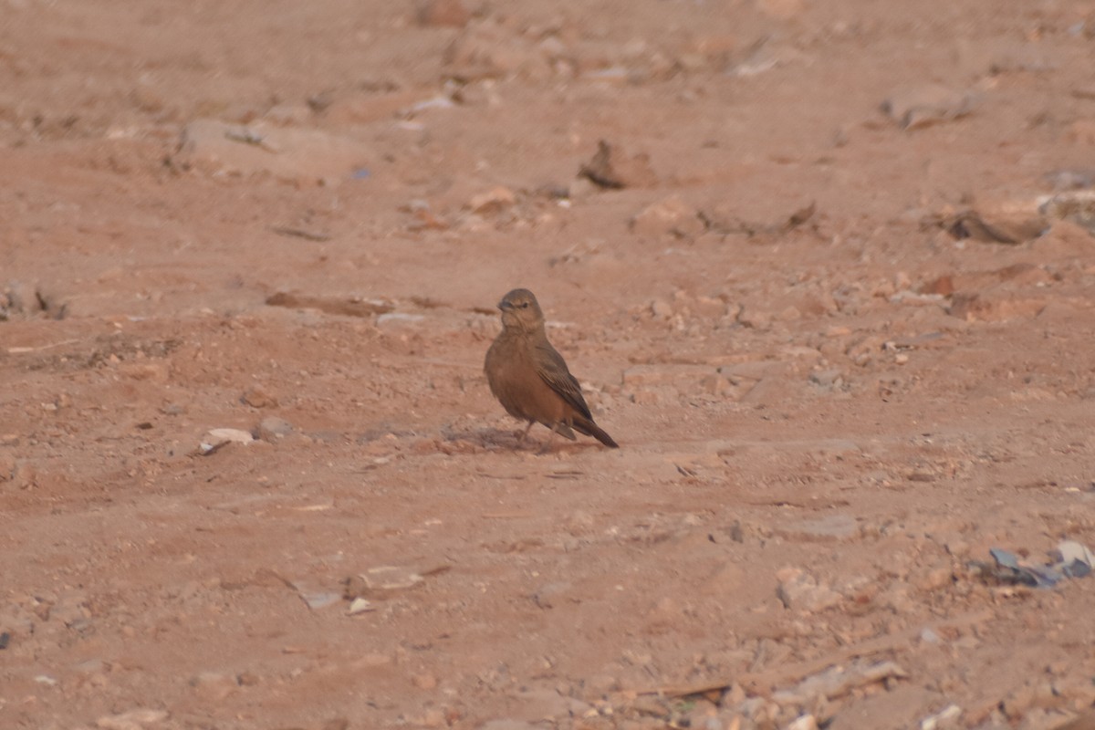 skřivan rehkovitý - ML647667873