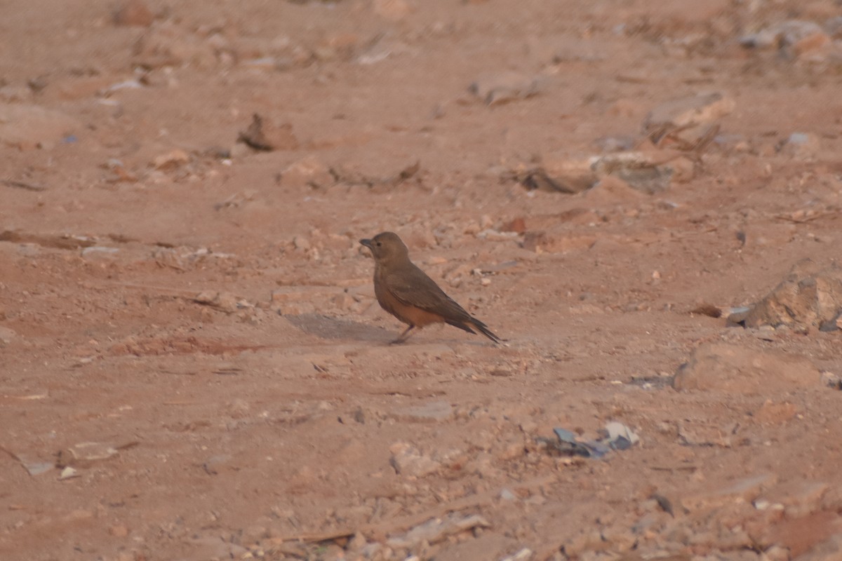 skřivan rehkovitý - ML647667874