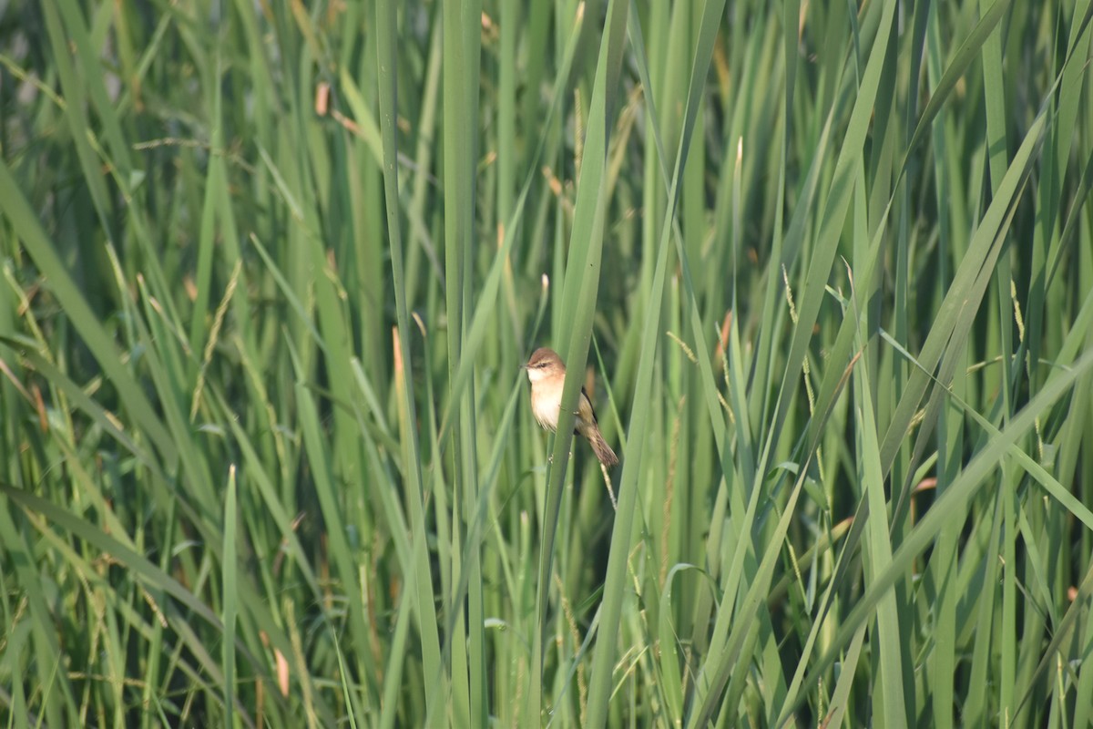 Индийская камышевка - ML647667894