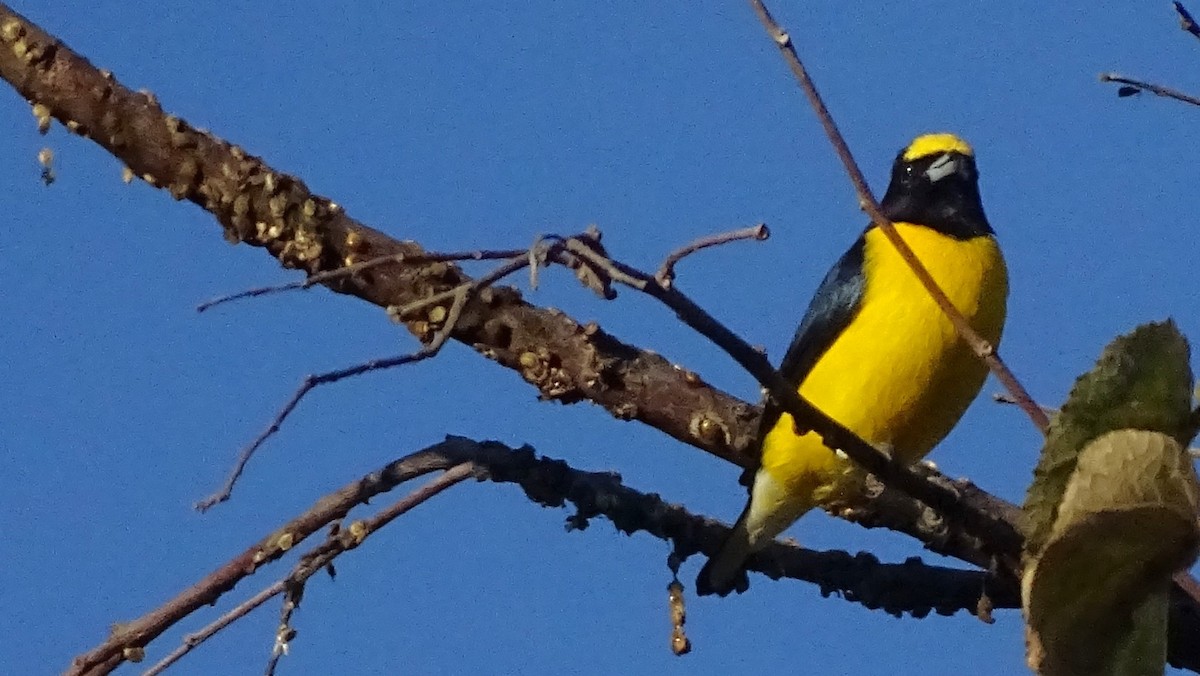 West Mexican Euphonia - ML647667904